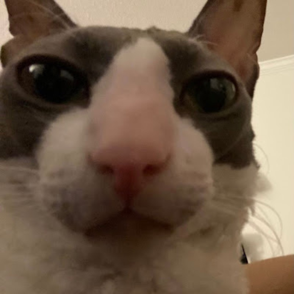 Meet your Posher, Valeria